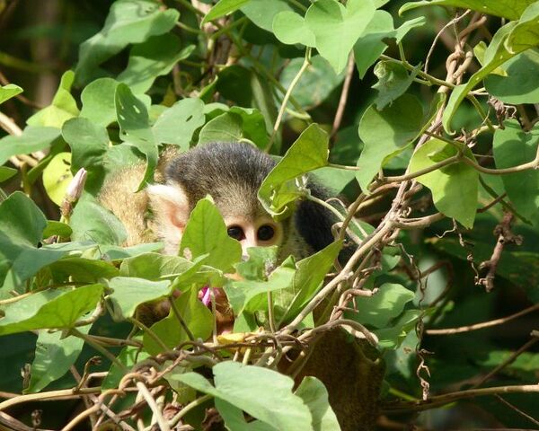 7229091116_2d1d5da4fc_z Tour Synergy